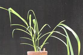 Image result for Urochloa deflexa