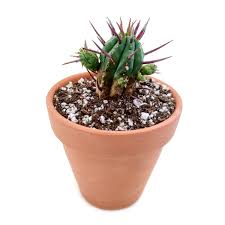 Image result for Euphorbia plenispina