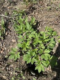 Image result for Launaea rogersii