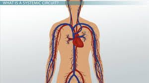 The other system, the systemic vessels, carries blood from the left ventricle to the tissues in all parts of the body and then returns the blood to the right atrium. Systemic Circuit Definition Blood Flow Standardized Tests Class Video Study Com