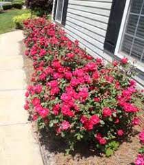 Double Knock Out Rose Knockout Roses Double Knockout Roses Rosebush