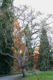 Image result for Vepris reflexa