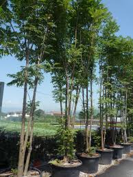 Image result for Cedrela