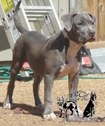 One kind of dog training is about teaching your bully to come to you when you call out its name. American Bully Female Puppy For Sale Usa Page 15