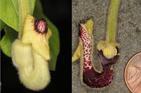 Image result for Stadmannia