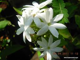 Image result for Jasminum sp. A