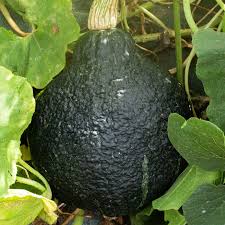 Image result for Chrysochloa hubbardiana