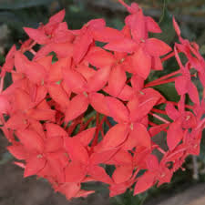 Image result for Ixora fastigiata