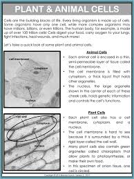 Teaching Cells With A Short Unit For Fourth Grade And Fifth Grade Students In 2020 Teaching Cells Photosynthesis Worksheet Teaching