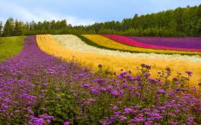 Maybe you would like to learn more about one of these? Flower Wallpapers Flowers Free Hd For Desktop