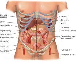 If you were suffering with appendicitis, for example, the pain and tenderness would be localised to the right lower. Abdomen Structure And Function Flashcards Quizlet