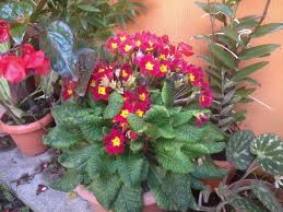 Pin On Flores