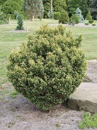 Image result for Chamaecrista plumosa