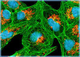 The origin and characteristics of vero cells. Distribution Of Mitochondria And F Actin In Vero Cell Cultures Olympus Ls