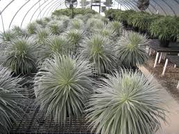 Image result for Echium