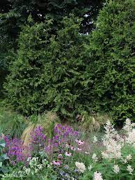The 'sky pencil' trees are great for growing in a row to create a narrow hedge or screen. The Best Trees For Privacy Screening In Big And Small Yards
