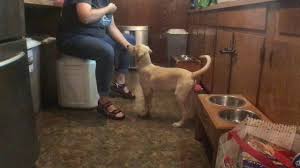 We would like to show you a description here but the site won't allow us. Fenzi Dog Sports Academy N101s Nw101 Introduction To Nosework