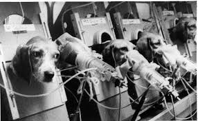 Experimentación con animales | Blog Veterinaria La Asunción Elche