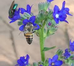 Image result for Anchusa capensis