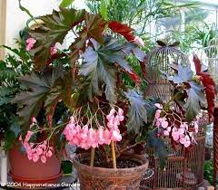 Irene Nuss Begonia Shade To Part Shade Blooms Year Round Do Not Over Water Edging Plants Container Garden Design Begonia