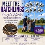 Meet the Hatchlings A Purple Martin Nest Check