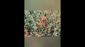 Image result for Dicliptera maculata