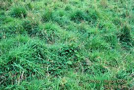 Image result for Setaria