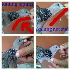 1.suara 2.postur 3.karakter silahkan lihat/nikmati/like/subscribe suara kicau burung tekukur kelantan suara kicau burung. Menanggapi Banyak Beredarnya Pawiro Bird Farm Jogja Facebook