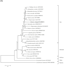 Loker terbaru di bank, bumn, dan perusahaan swasta lainya. Two Metalloenzymes From Rockfish Sebastes Schligellii Deciphering Their Potential Involvement In Redox Homeostasis Against Oxidative Stress Sciencedirect