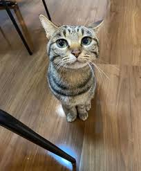 I like the cats can we keep the cats : rdeathgrips