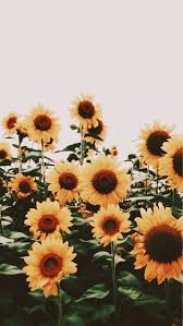 Pin By Anna On Tumblr Room Ideas In 2020 Sunflower Wallpaper Flowers Photography Flower Aesthetic