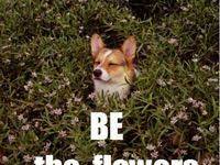 Check spelling or type a new query. 7 Flower Memes Ideas Funny Animals Animal Pictures Funny Animal Pictures