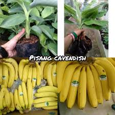 Beli produk bibit pisang cavendish berkualitas dengan harga murah dari berbagai pelapak di indonesia. Jual Bibit Pisang Cavendish Di Lapak Agro Bibit Lampung Bukalapak
