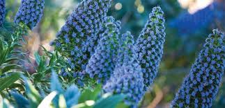 Check spelling or type a new query. Spring Cottage Garden The Diggers Club