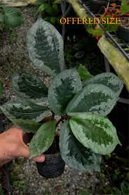 Image result for Elatostema monticola