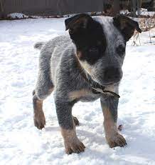 Blue Heeler Puppy On The Snow Png Heeler Puppies Blue Heeler Puppies Puppies