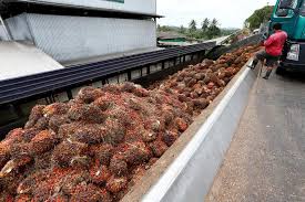 Top gainers often continue to soar and reach new highs when their fundamentals are strong. Exclusive India Resumes Purchases Of Malaysian Palm Oil Traders Reuters