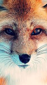 Fox Iphone Wallpaper Google Search Fotos De Raposa Raposa Raposa Vermelha