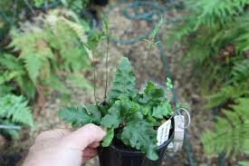 Image result for Loxogramme latifolia