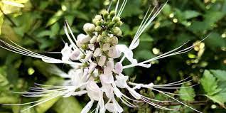Manfaat Tanaman Kumis Kucing bagi Tubuh, Turunkan Berat Badan hingga Darah  Tinggi | merdeka.com