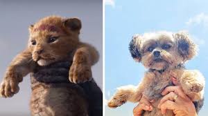 Dogs had an increase in popularity due to an exposed interview with no jumper and a music video directed by cole bennett of lyrical lemonade. How Cute Are These 6 Dogs Being Held Like Simba In Celebration Of The New Lion King Movie The Dog People By Rover Com