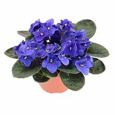 Image result for Streptocarpus milanjianus