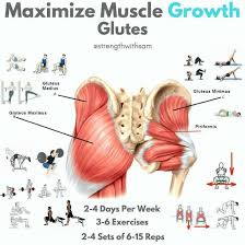 butt muscle diagram