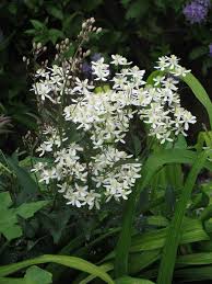 Image result for Clematis recta atropurpurea