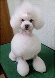 Pin By All About Animals Dog Grooming On Asian Style Dog Grooming Poodle Dog Dog Grooming Styles Dog Hair
