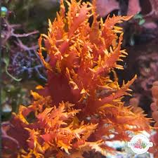 Image result for Droogmansia