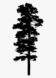 Check spelling or type a new query. Pine Trees Silhouette Png Pine Trees Free Silhouette Transparent Png Transparent Png Image Pngitem
