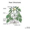 Explain what beans needs to grow healthy • observation sheet: Https Encrypted Tbn0 Gstatic Com Images Q Tbn And9gcrfwnpp3ohnrlnh1vadi88qrmscrvttrl2k4f Vevlq19 Eeme9 Usqp Cau