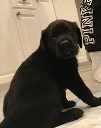 The current median price of labrador retrievers in north carolina is $825.00. Labrador Retriever Puppies For Sale Richlands Nc 265986