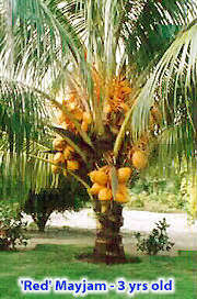 Dwarf coconut trees, are now opening up new possibilities for gardeners. Coconut Palms In Belize Types Of Palms